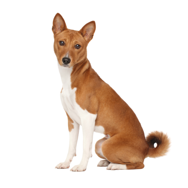 Découvrez le Basenji