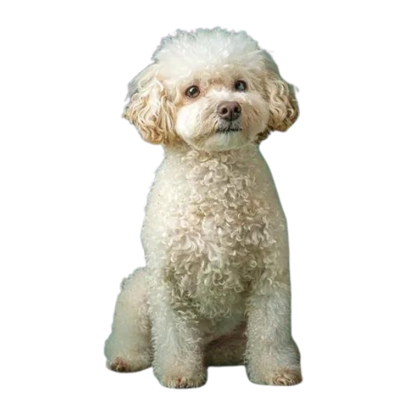 Découvrez le Bichon a poil frisé