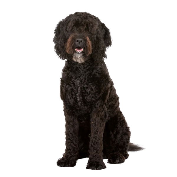 Découvrez le Barbet